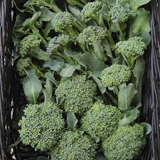 Broccoli Waltham 29 Seeds - Heirloom Non-GMO, High-Yield, Sweet, Cold-Hardy, Garden & Container Planting, Brassica oleracea