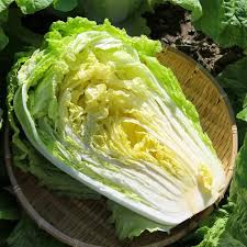 Chinese Heading Cabbage Michihli Seeds | Brassica rapa var. pekinensis | Sweet Crisp Napa for Stir-Fries, Kimchi & Soups