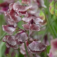50+ Wiltshire Ripple Sweet Pea Seeds – Fragrant Maroon & White Striped Climbing Vines, Lathyrus odoratus