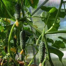 Cucumber Seeds Chinese Snake Curved Heirloom Non-GMO High-Yield Cucumis sativus 10 Pack