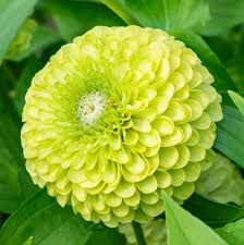 Benary Giant Lime Zinnia Seeds – 100+ Large Chartreuse Blooms for Cut Flowers, Cottage Gardens, Pollinator Beds – Zinnia elegans