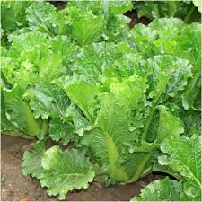 150 Seeds Chinese Heading Cabbage Michihli Brassica rapa Heirloom Seeds for Planting, Gardening & Harvest
