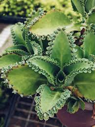 100 Aranto Alligator Plants - Mother of Thousands Succulent - 1-3 Inches Rooted Plants for Gardens & Containers