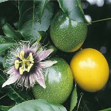 Passion Fruit Vine Live Plant 12" Passiflora Edulis Climbing Tropical Fruit Plant in Pot