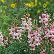 Antirrhinum majus Lucky Lips Snapdragon Seeds – Bi-Color Flowers for Garden & Cut Flowers, Pollinator-Friendly, 1000+ Seeds