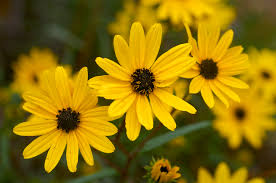 250 mg Helianthus angustifolius Seeds | Swamp Sunflower Native Wildflower for Wetlands & Pollinator Gardens