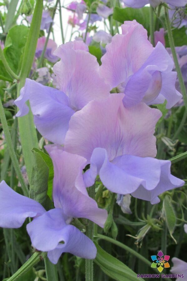 Glynne Collins Sweet Pea Seeds – Fragrant Deep Pink Blooms for Climbing Vines & Bouquets – Lathyrus odoratus, 50+ Seeds