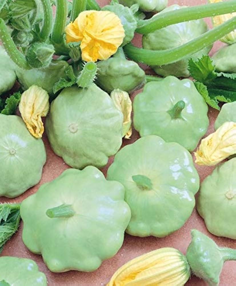 Heirloom Patty Pan Squash Seeds – Green Tint, Non-GMO, High-Yield Summer Squash, Scallop Variety, Vegetable Gardening