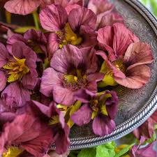 Tropaeolum majus Purple Emperor Nasturtium Seeds – 50+ Deep Burgundy Edible Flowers for Garden & Containers