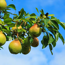 Moon Glow Pear Tree (Pyrus communis) - 2ft Live Fruit Tree for Home Garden, Edible Landscaping, Canning & Baking