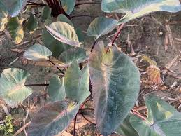 Elephant Ear Bare Root Plant 10 Inches Tropical Storm Colocasia esculenta Exotic Foliage Live Plant