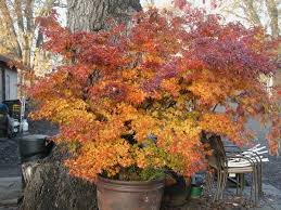 20 Trident Maple Tree Seeds Acer buergerianum Hardy Bonsai Fall Colors Deciduous Tree