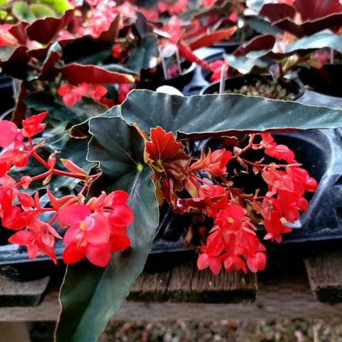Angel Wing Begonia Torch Red - Tropical Indoor Houseplant in 4" Pot, Vibrant Foliage, Easy Care Begonia coccinea