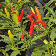 Tabasco Hot Pepper Seeds – 250mg, Extra Hot Variety, High Yield, Compact Plants for Hot Sauce & Salsas, Garden Ready, Capsicum frutescens