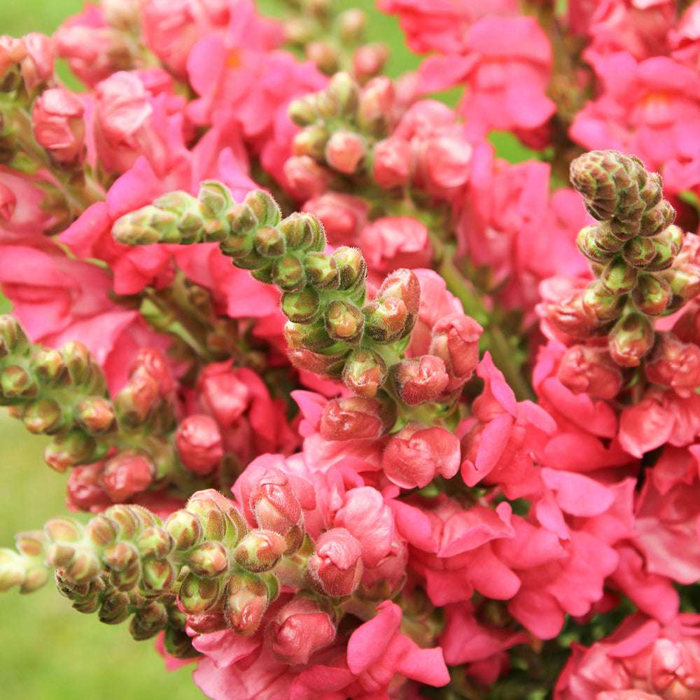 Antirrhinum majus Potomac Appleblossom Snapdragon Seeds – 1000+ Soft Pink & White Bicolor Flowers for Garden & Bouquets
