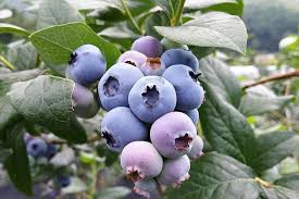 Southern Highbush Blueberry Seeds - Vaccinium corymbosum, Cold Hardy Fruit Plant for Zones 5-10