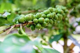 Dwarf Arabica Coffee Plant Seeds | Indoor Coffee Tree | Coffea catura | Grow Your Own Coffee | Compact Size