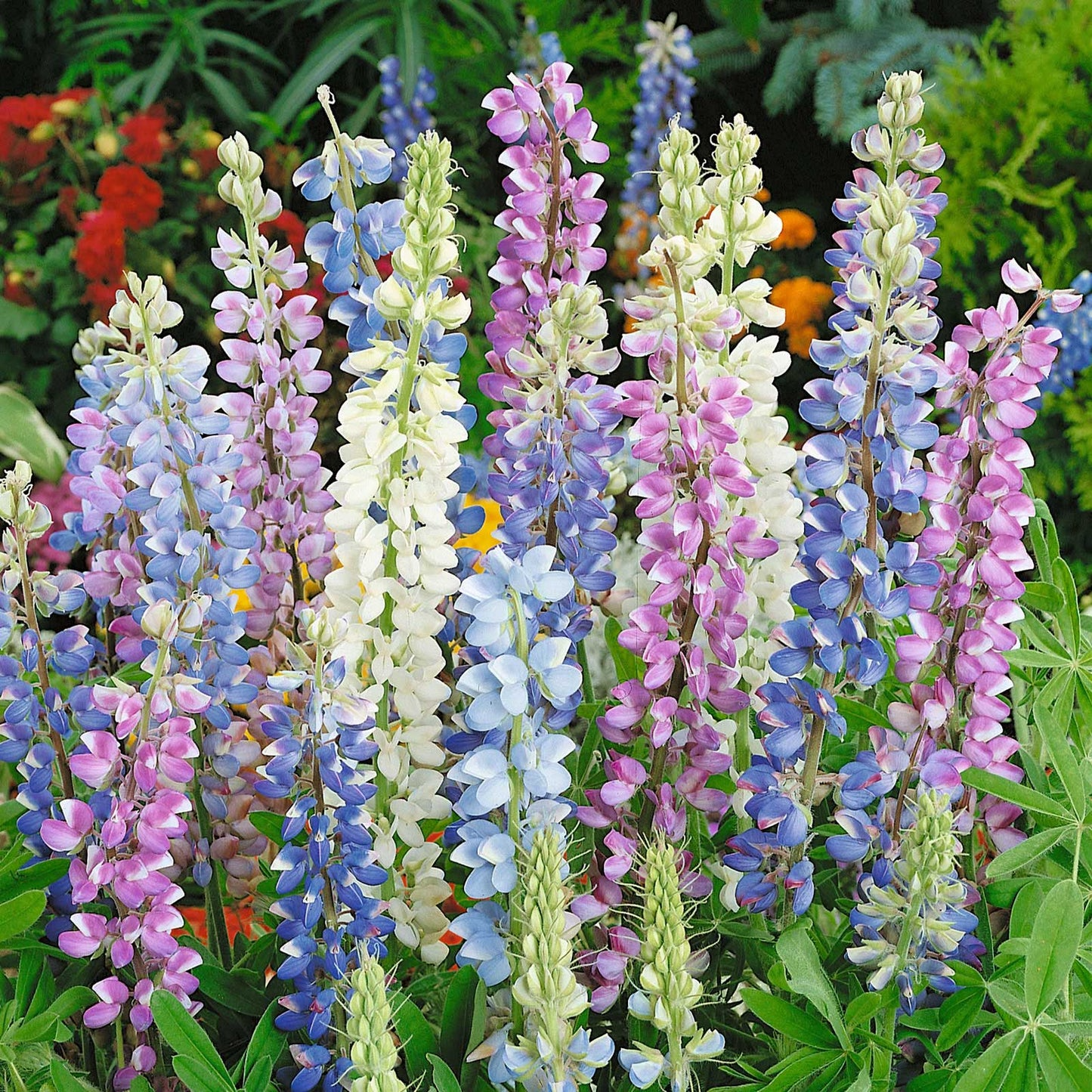 25+ Hartwegii Mix Lupine Seeds – Colorful Wildflower, Pollinator-Friendly, Annual Planting, Lupinus hartwegii