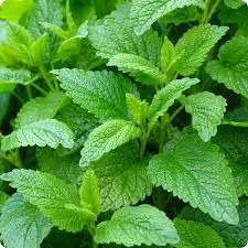 1000 Lemon Balm Herb Seeds Melissa officinalis Aromatic Culinary and Pollinator Garden