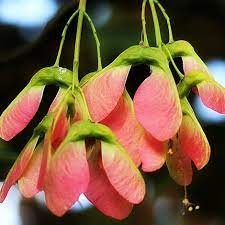 Acer tataricum Seeds – Tatarian Maple Tree – Compact Cold-Hardy Ornamental with Red Seeds & Fall Color