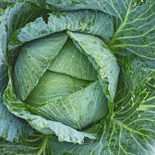 Cabbage Seeds 1g Early Jersey Wakefield Heirloom Brassica oleracea Sweet Crisp Pointed Heads