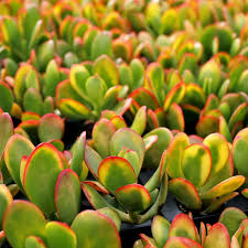 Crassula Ovata Hummel’s Sunset Cuttings – Golden Jade Succulent – Houseplant Starter – 3-4 Inches, Low Maintenance, Indoor Succulent