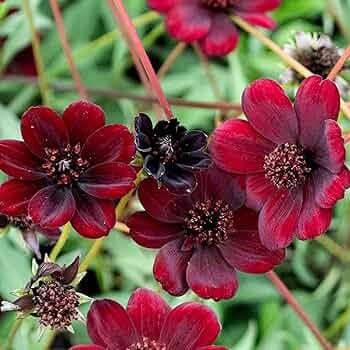 Chocolate Cosmos Seeds – 200+ Velvety Deep Burgundy Flowers with Cocoa Fragrance, Fragrant, Pollinator-Friendly, Drought-Tolerant, Cosmos atrosanguineus