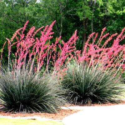 Red Yucca Seeds - Hesperaloe parviflora, Drought Tolerant, Perennial Succulent, Butterfly & Hummingbird Attracting, Full Sun, Rock Garden