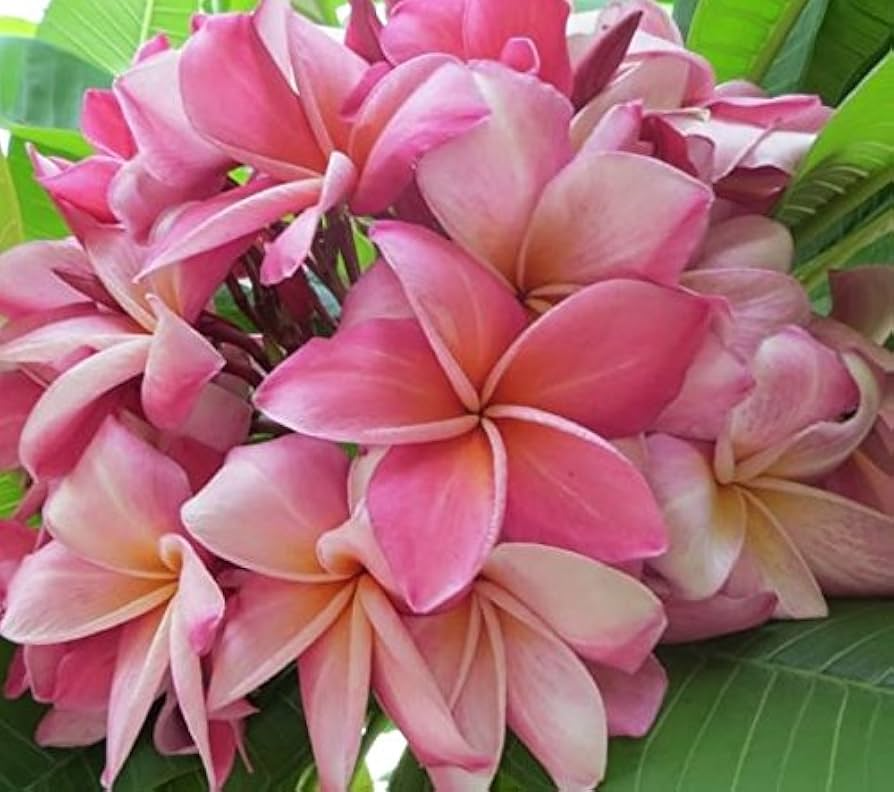 Pink Plumeria Unrooted Cutting - 10 Inch Tropical Flowering Plant with Fragrant Pink Flowers, Plumeria Rubra, Garden & Propagation