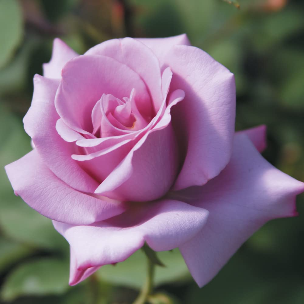 Unrooted Rose Cuttings 6" Rosa ‘Blue Girl’ Hybrid Tea Lavender-Blue Fragrant Blooms