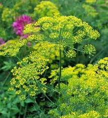 Bouquet Dill Herb Seeds 500 Anethum graveolens Culinary & Garden Use, Aromatic Herb for Pickling & Cooking
