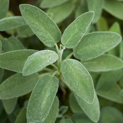 Sage Seeds Broadleaf Salvia Officinalis Aromatic Culinary Herb for Garden & Kitchen, 50 Seeds