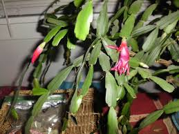 White Christmas Cactus Cuttings - 5 Unrooted Segments, Holiday Indoor Plant, Schlumbergera Starter, Easy Care Succulent, Trailing Cactus