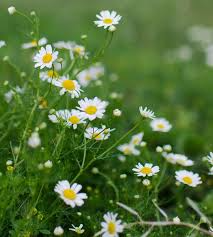 Roman Chamomile Seeds 2000 Pack - Fragrant Perennial Herb for Tea, Ground Cover & Aromatherapy - Chamaemelum nobile