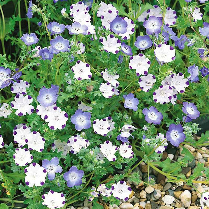 Nemophila Mixed Colors Seeds, 500 Non-GMO Spring Bloomers, Vibrant Short Annual Flowers for Garden, Containers, Ground Cover
