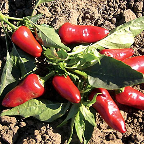 Fresno Pepper Seeds – Heirloom, Non-GMO, High Yield, Spicy & Flavorful, 25 Seeds, Capsicum annuum