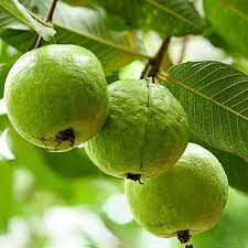 Guava Pear Tree Live Starter Plant – 12-24 Inches, Tropical Fruit Tree, Pear-Shaped Guavas, Psidium guajava