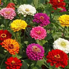 California Giant Zinnia Seeds – Large 5-6 Inch Blooms, Vibrant Colors, Pollinator-Friendly, Easy to Grow, Drought-Tolerant, Zinnia elegans