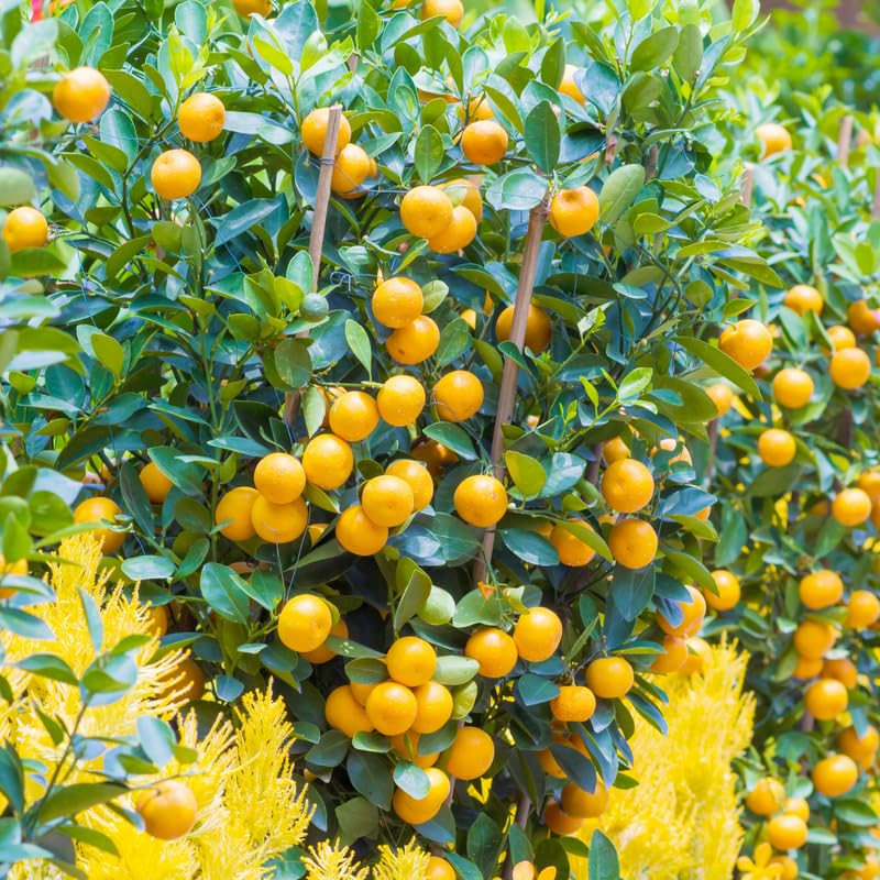Live Calamansi Plant Tree | 8-12 Inch Citrus Seedling | Tropical Fruit Tree for Indoor & Outdoor Growing | Citrus Microcarpa