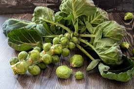 Mighty Brussels Sprouts Seeds – High-Yield, Cold-Hardy Green Variety for Fall & Winter Harvests