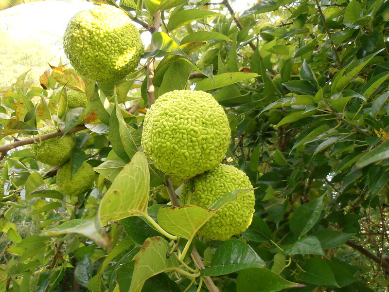 Osage Orange Tree Seeds (Maclura pomifera) – Bois D'Arc, 50 Fresh Seeds for Landscaping & Wildlife