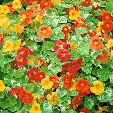 Tropaeolum majus Alaska Mix Nasturtium Seeds – 50+ Vibrant Blooms & Variegated Foliage, Edible Flowers, Pollinator-Friendly, Drought-Tolerant