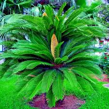 5 King Sago Palm Seeds (Cycas Revoluta) - Hardy Tropical Cycad, Slow-Growing Evergreen, Indoor & Outdoor Plant Seeds