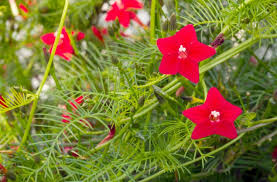 Hummingbird Vine Flower Seeds - Mixed Colors, Cardinal Climber, Ipo. quamoclit, Fast-Growing Pollinator-Friendly Climber Seeds
