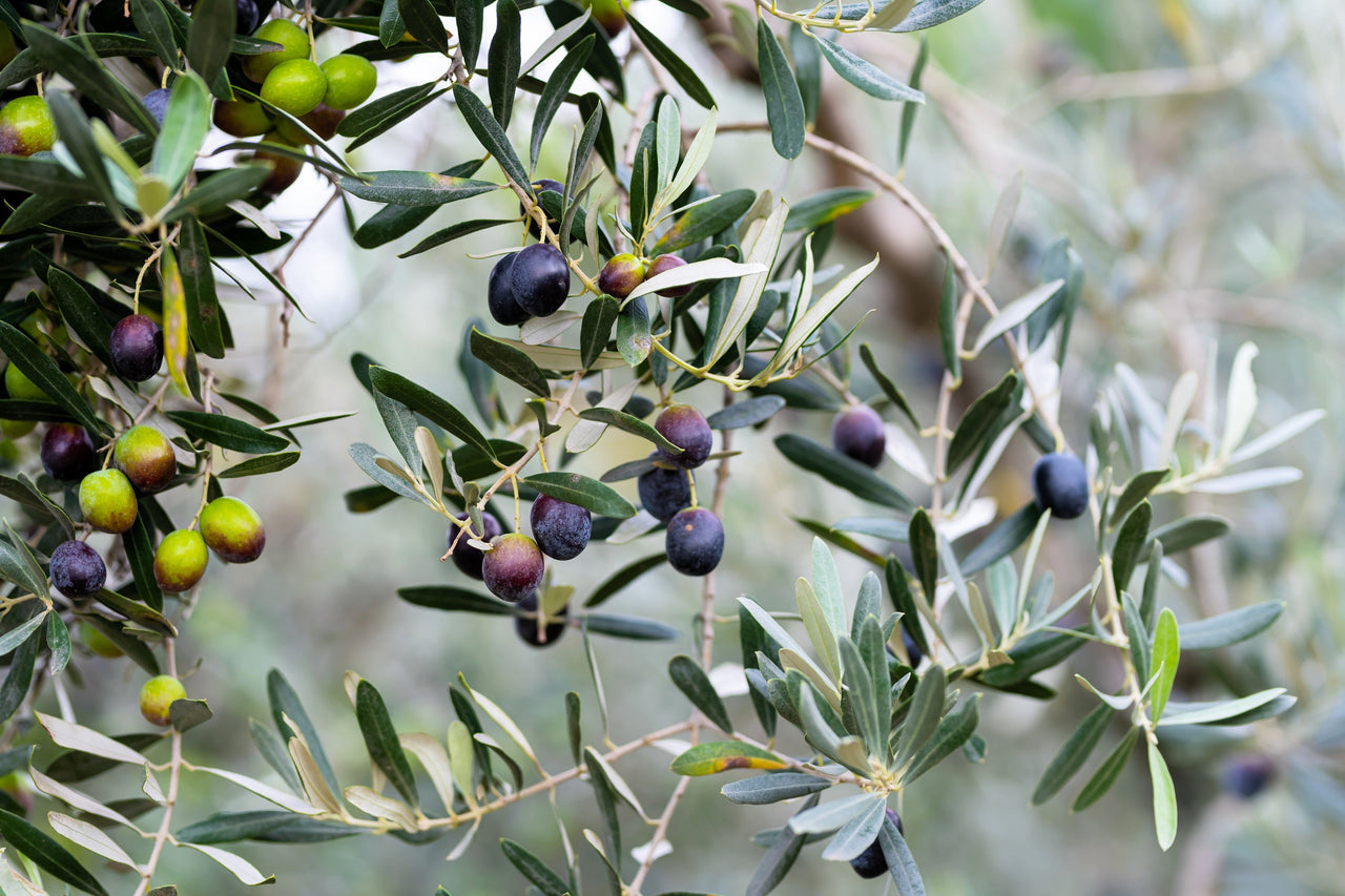 Canino Olive Tree Seeds, Mediterranean Edible Fruit, Heirloom Variety, Olea europaea, Evergreen Fruit Plant, USDA Zones 8-10