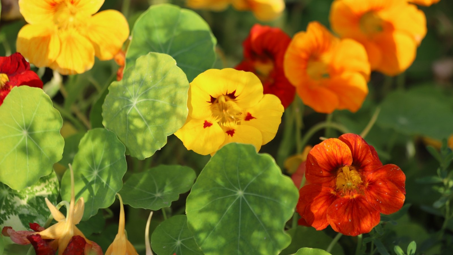 Tropaeolum majus Alaska Gold Nasturtium Seeds – 50+ Vibrant Yellow Blooms, Variegated Foliage, Edible Flowers for Garden & Containers