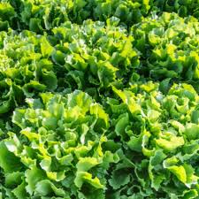 Endive Seeds | Broadleaf Batavian Heirloom Variety for Garden & Container | Crisp, Mild, Heat Tolerant, High Yield, Cichorium endivia