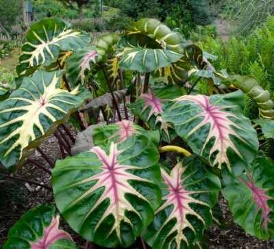 Waikiki Elephant Ear Starter Plant - Rare Colocasia Esculenta Live Rooted Tropical Plant in Pot