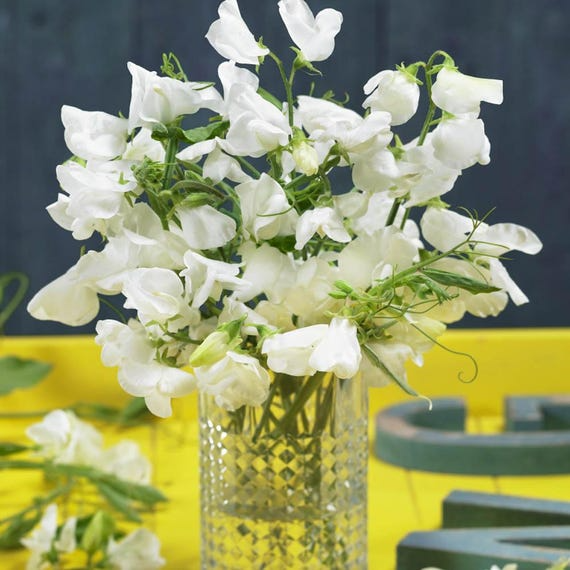 Solstice White Sweet Pea Seeds – Early-Blooming Climbing Vine for Trellises, Bouquets, Containers – Lathyrus odoratus