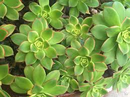Aeonium Kiwi Succulent Cuttings - Multi-Colored Rosettes, Easy to Grow, Drought Tolerant, 3-5 Inches Wide, Aeonium haworthii